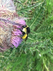 Bombus weisi