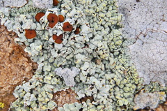 Acarospora placodiiformis