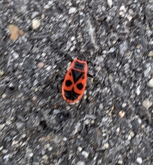 Pyrrhocoris apterus