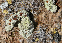 Acarospora placodiiformis