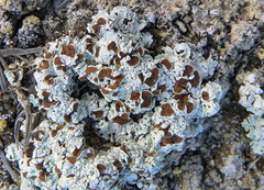 Acarospora placodiiformis