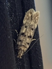 Bryotropha domestica