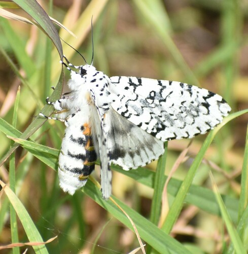 Lichnoptera decora Morrison, 1875