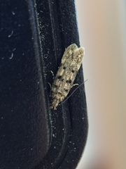 Bryotropha domestica