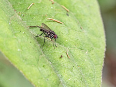 Hylemya latevittata