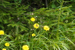 Sericomyia silentis