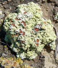 Acarospora placodiiformis