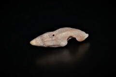 Haedropleura septangularis
