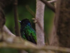 Chrysuronia oenone