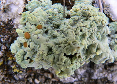 Acarospora placodiiformis
