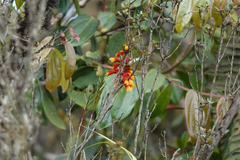 Dendrobium subclausum
