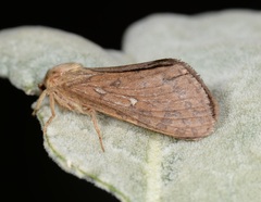 Pharmacis aemilianus