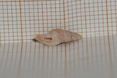 Haedropleura septangularis