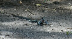 Aspidoscelis costatus