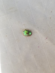 Charidotella succinea