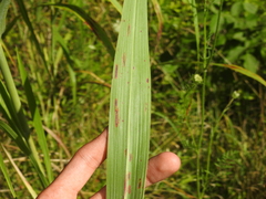 Xanthomonas vasicola