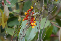 Dendrobium subclausum
