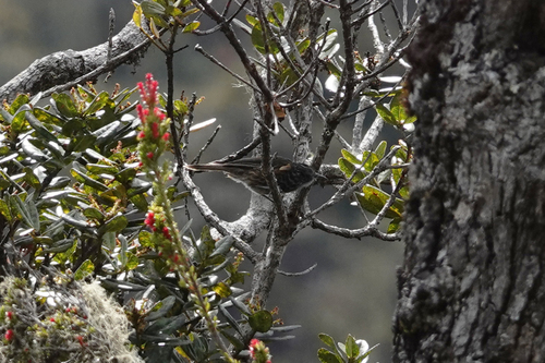 Ptiloprora perstriata, 2022-06-23
