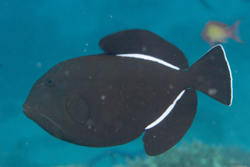 Black-finned Triggerfish — seen at this dive site