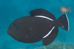 Indian Triggerfish photo 4