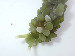 Sacoproteus smaragdinus