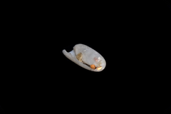 Cylichna cylindracea