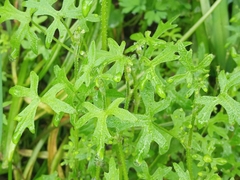 Bowlesia uncinata
