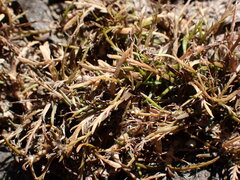 Leptinella maniototo