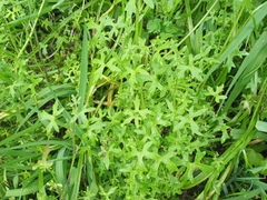 Bowlesia uncinata