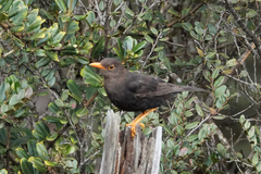 Turdus poliocephalus