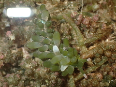 Sacoproteus smaragdinus