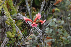 Schistanthe