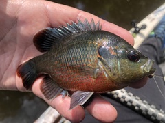 Lepomis miniatus