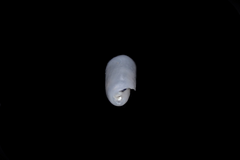Cylichna cylindracea