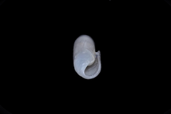Cylichna cylindracea