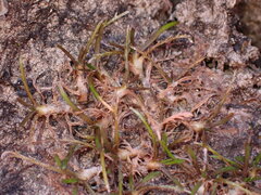 Leptinella maniototo