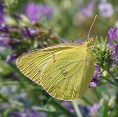 Colias philodice eriphyle