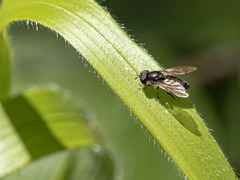 Heringia adpropinquans