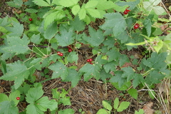 Ribes spicatum hispidulum