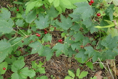 Ribes spicatum hispidulum
