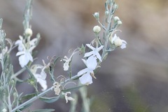 Teucrium racemosum