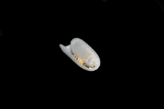 Cylichna cylindracea