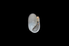 Cylichna cylindracea