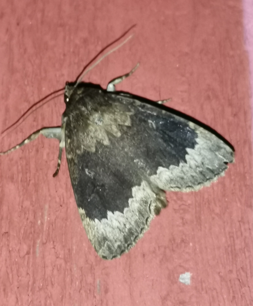 Larger Pale-tipped Black Moth