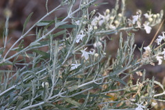 Teucrium racemosum