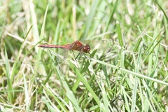 Sympetrum