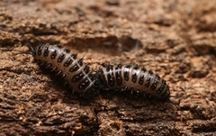 Cypherotylus californicus