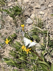 Parnassius