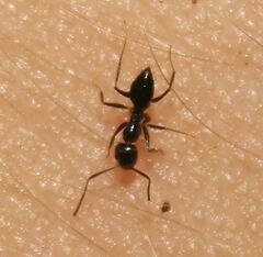 Nylanderia bourbonica