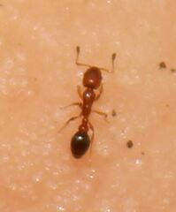 Cardiocondyla obscurior